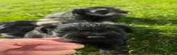 Miniature Schnauzer dogs for sale: Miniature schnauzers in Newark - Advert 8