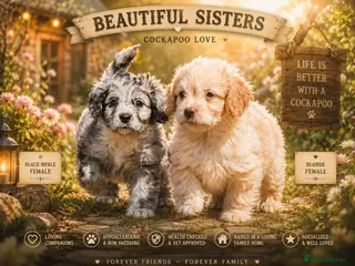 Cockapoo dogs Last 2 girls READY NOW!! - Advert 3