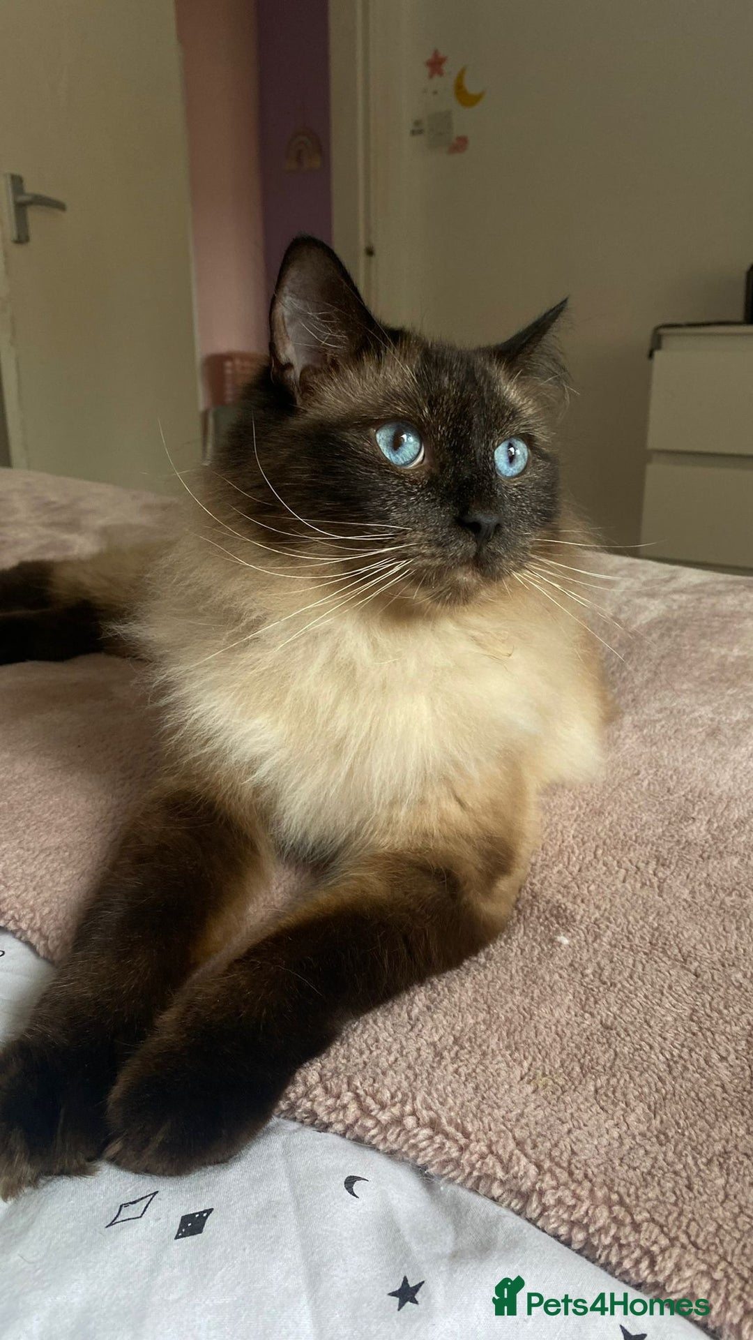 Ragdoll cats for sale: Sage - 4 year old Ragdoll - Advert 11