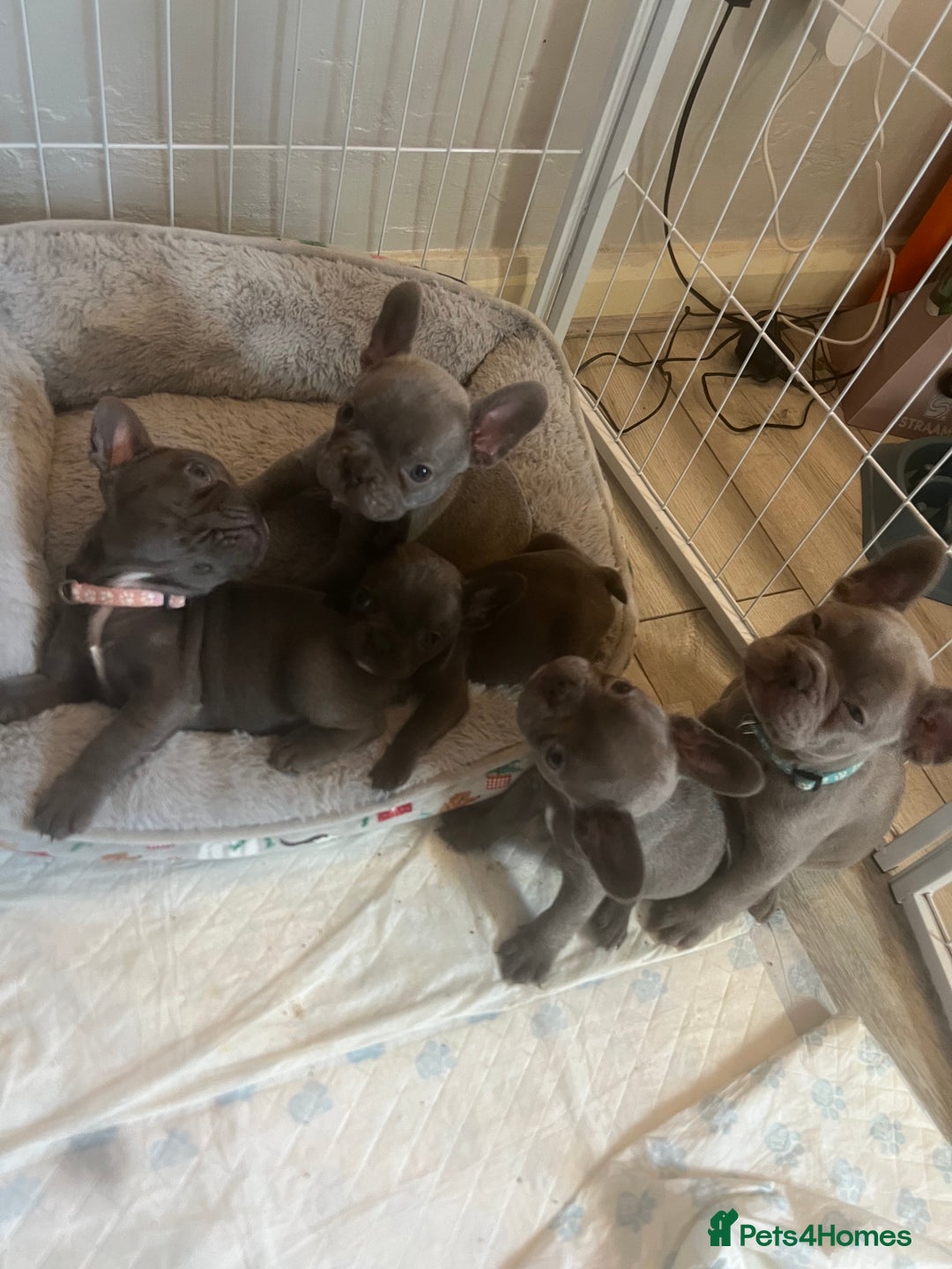 French Bulldog dogs for sale: French bulldog puppies - Advert 8