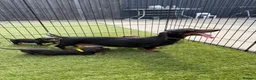 Dachshund dogs for sale: Dachshund  - Advert 8