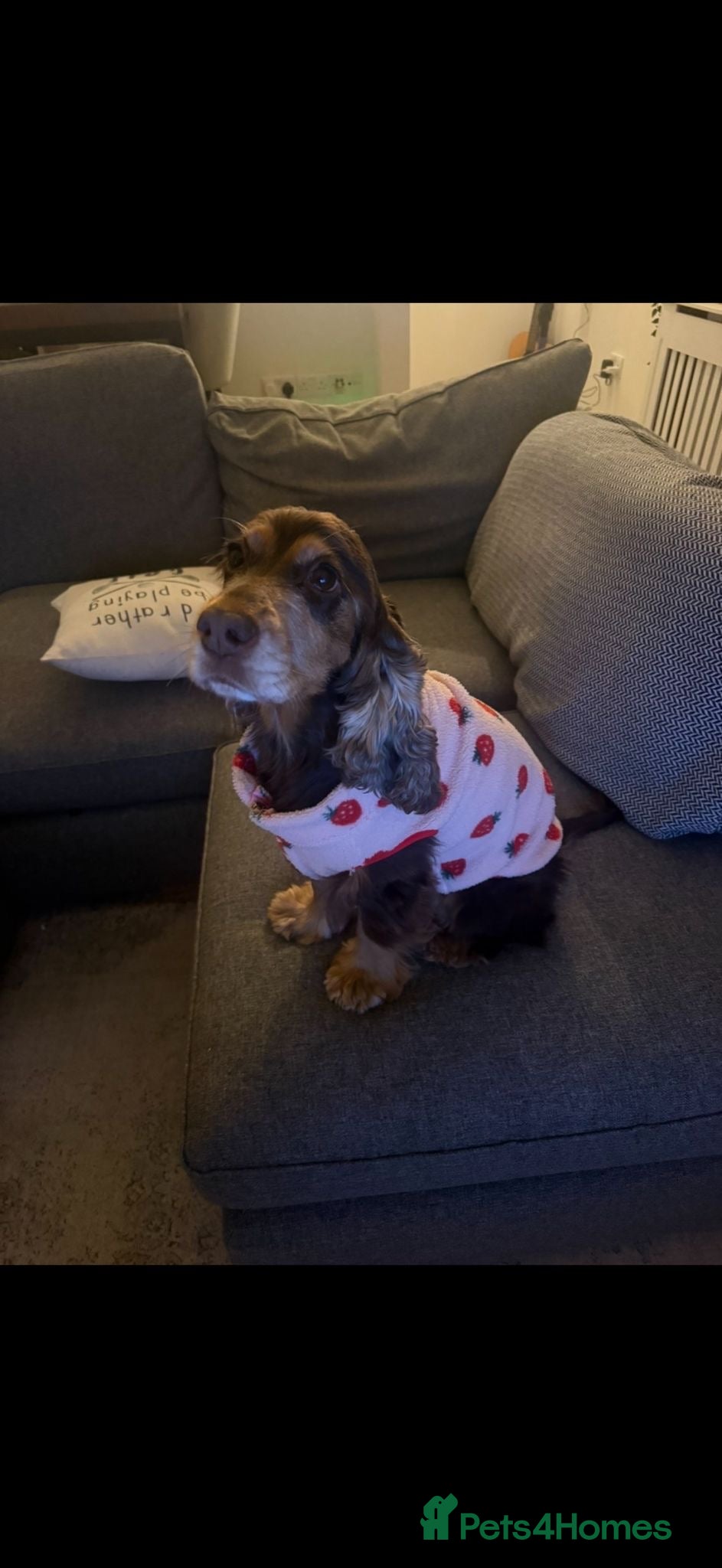 Cocker Spaniel dogs ❤️🐶 DOLLY – A LITTLE SPANIEL GIRL - Advert 13