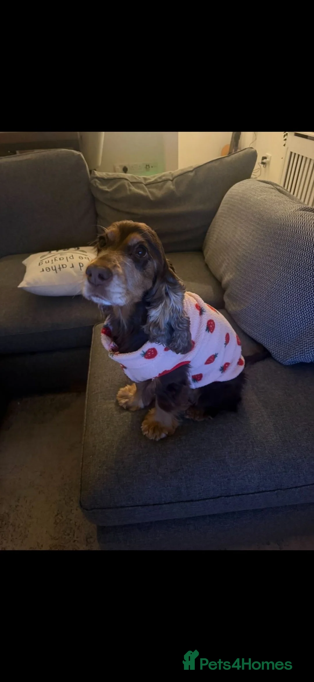 Cocker Spaniel dogs for adoption: ❤️🐶 DOLLY – A LITTLE SPANIEL GIRL in Burton-on-Trent - Advert 1