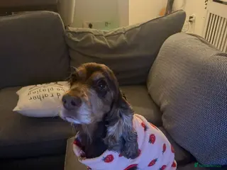 Cocker Spaniel dogs ❤️🐶 DOLLY – A LITTLE SPANIEL GIRL - Advert 13