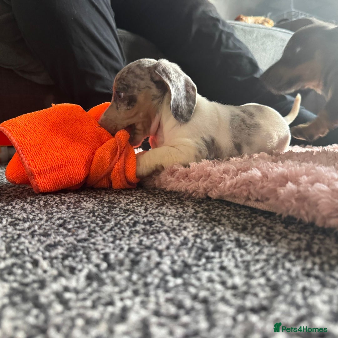 Dachshund dogs for sale: Dachshund puppies ready now  - Image 2