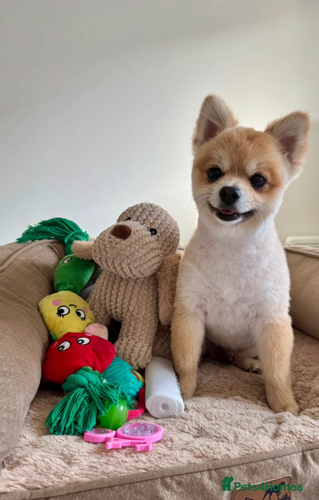 Pomeranian dogs for stud: Pomeranaian for stud  in Birmingham - Advert 1