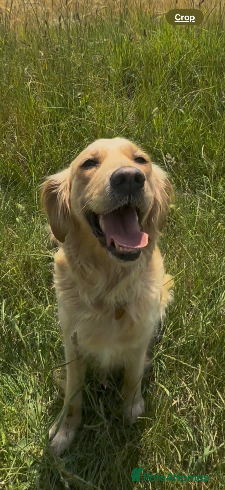 Golden Retriever dogs Female golden retriever for sale  - Advert 3