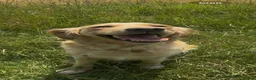 Golden Retriever dogs for sale: Female golden retriever for sale  - Advert 1