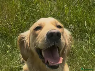 Golden Retriever dogs Female golden retriever for sale - Advert 2