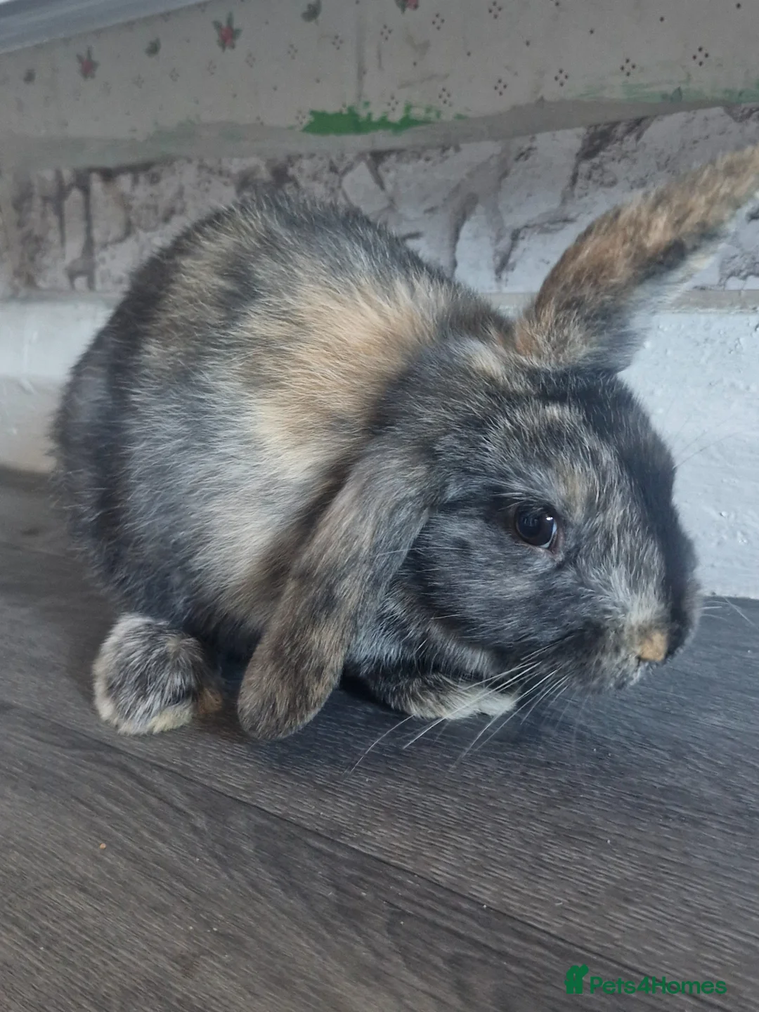 Mixed Breed rabbits for sale: Rabbit in Gainsborough - Advert 1