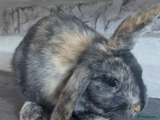 Mixed Breed rabbits Rabbit - Advert 4