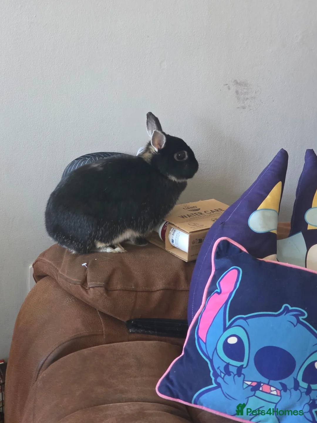 Netherland Dwarf rabbits for sale: 2 Dwarf Netherlands  in Cannock - Advert 2