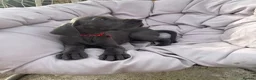 Great Dane dogs for sale: Gorgeous blue KC Great Danes.Ready now! - Advert 6