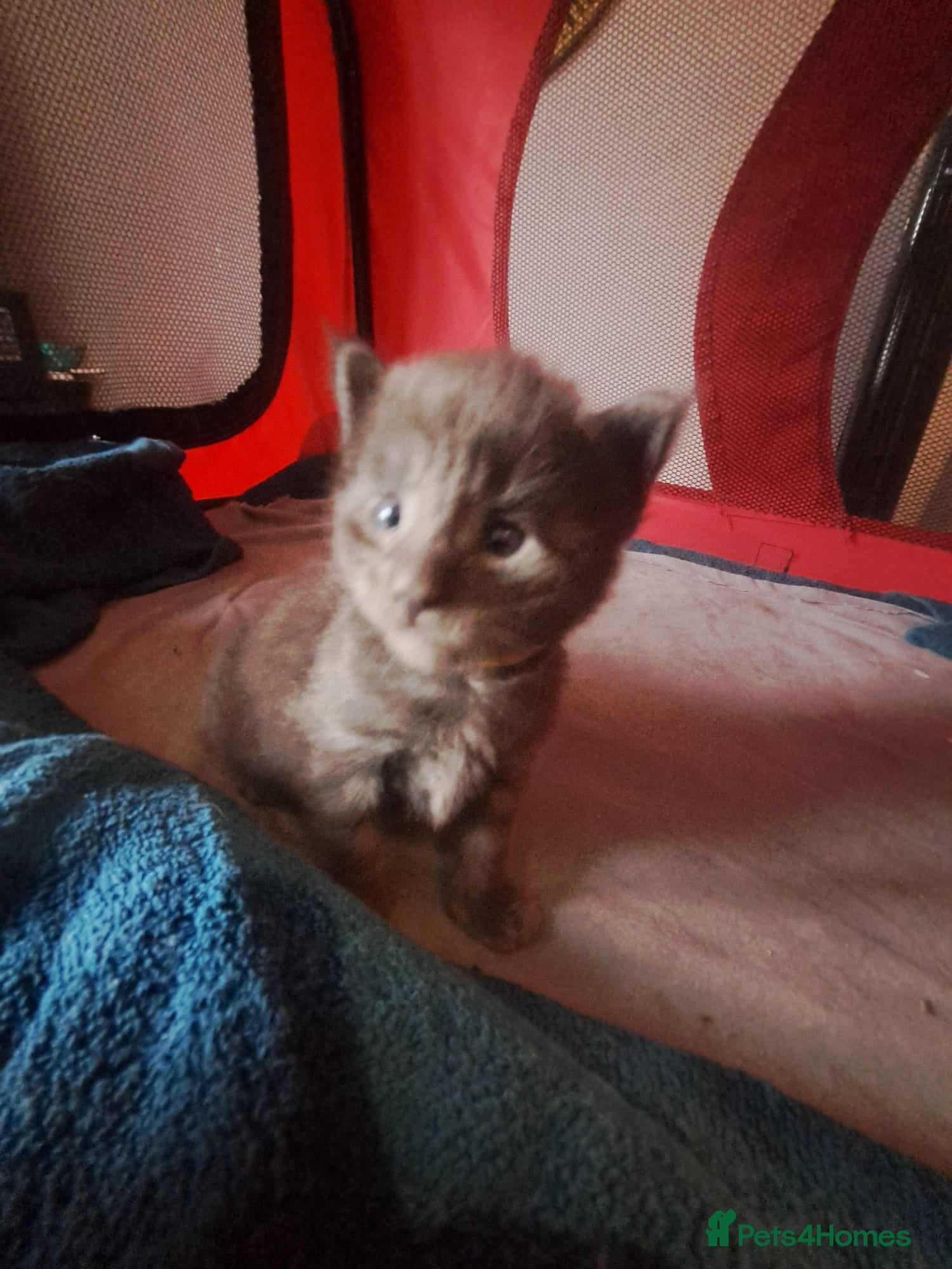 Maine Coon cats GCCF Maine coon litter  - Advert 18