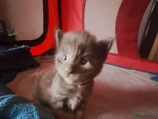 Maine Coon cats GCCF Maine coon litter - Advert 18