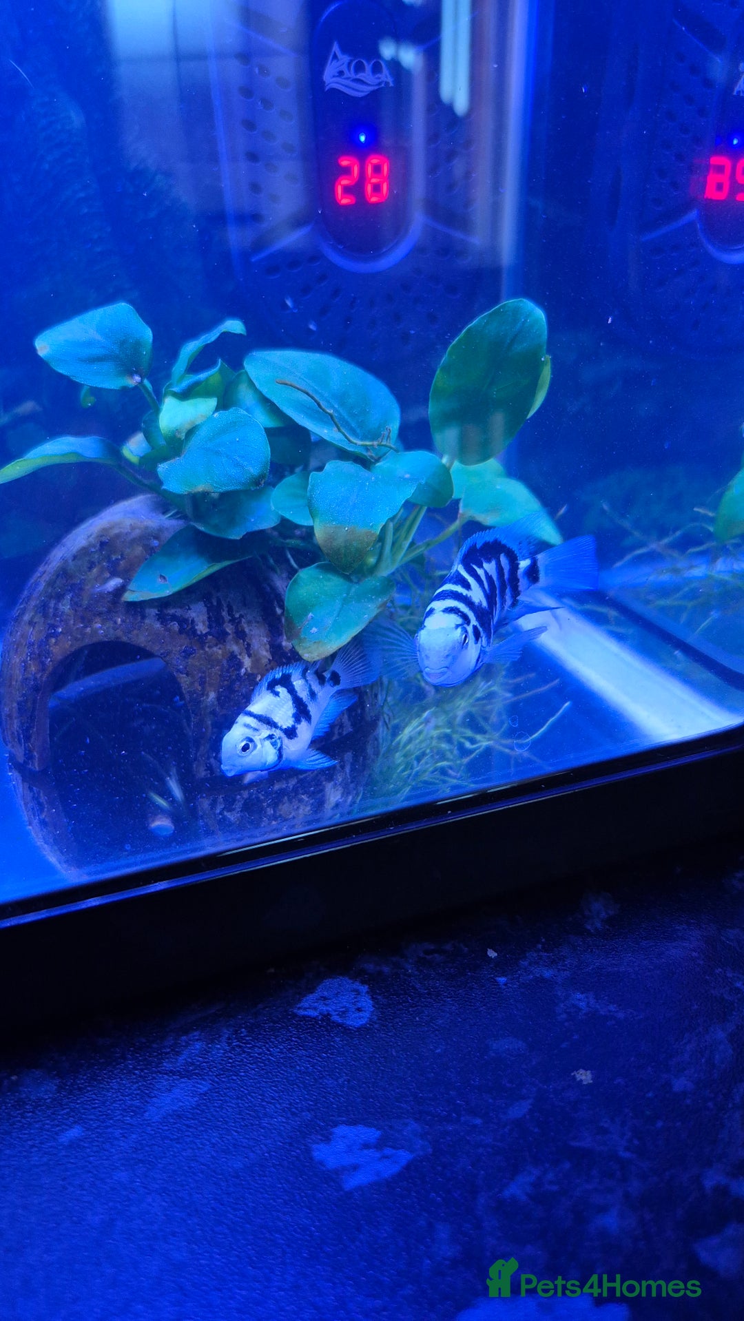 Cichlids fish for sale: Blue parrot fish - Advert 3