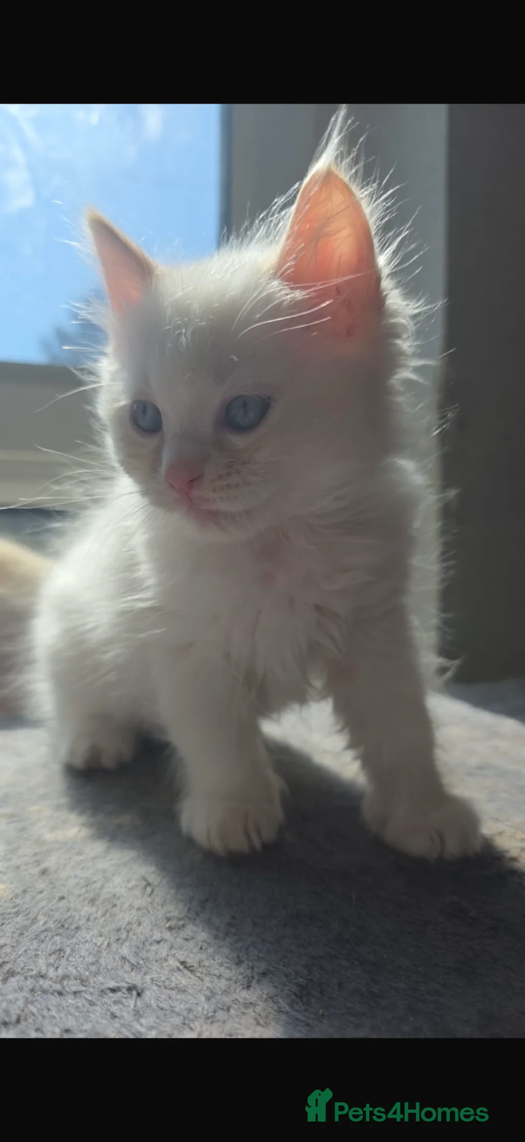 Mixed Breed cats for sale: three quarter ragdoll - Advert 2