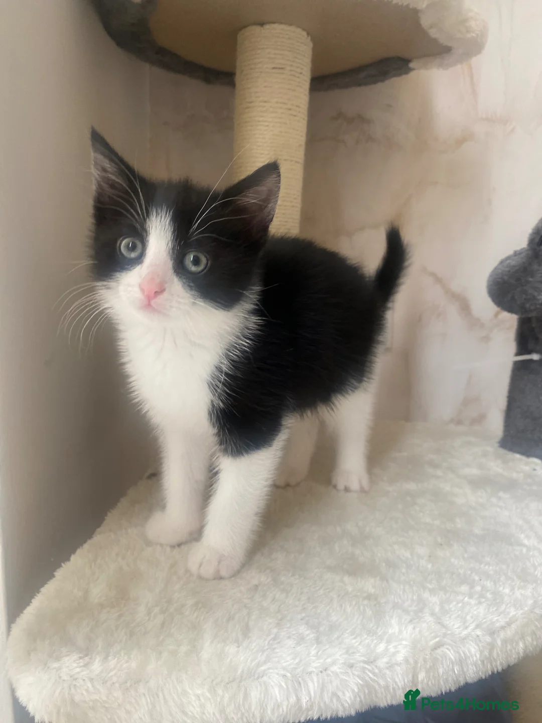 European cats for sale: Female kitten  - Advert 8