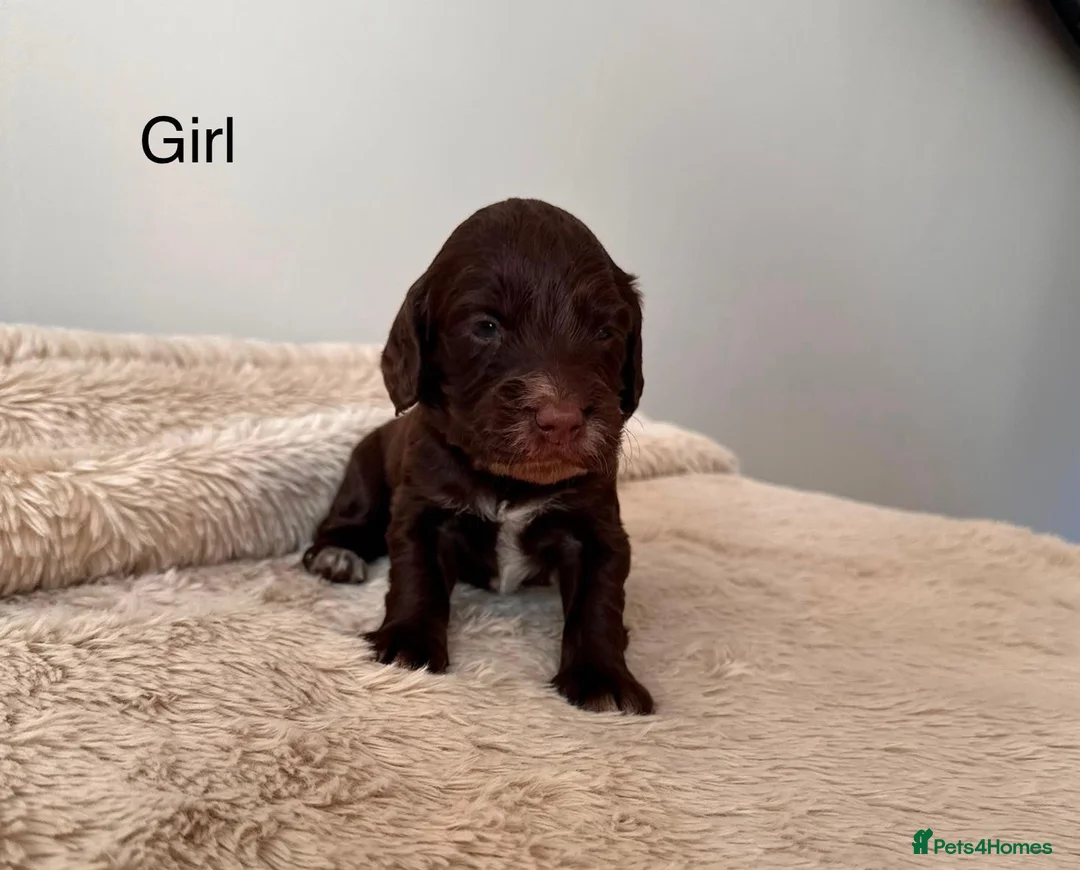 Cocker Spaniel dogs for sale: Working Cocker Spaniel  - Advert 9