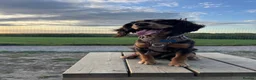 Cocker Spaniel dogs for sale: Working cocker spaniel - Advert 1