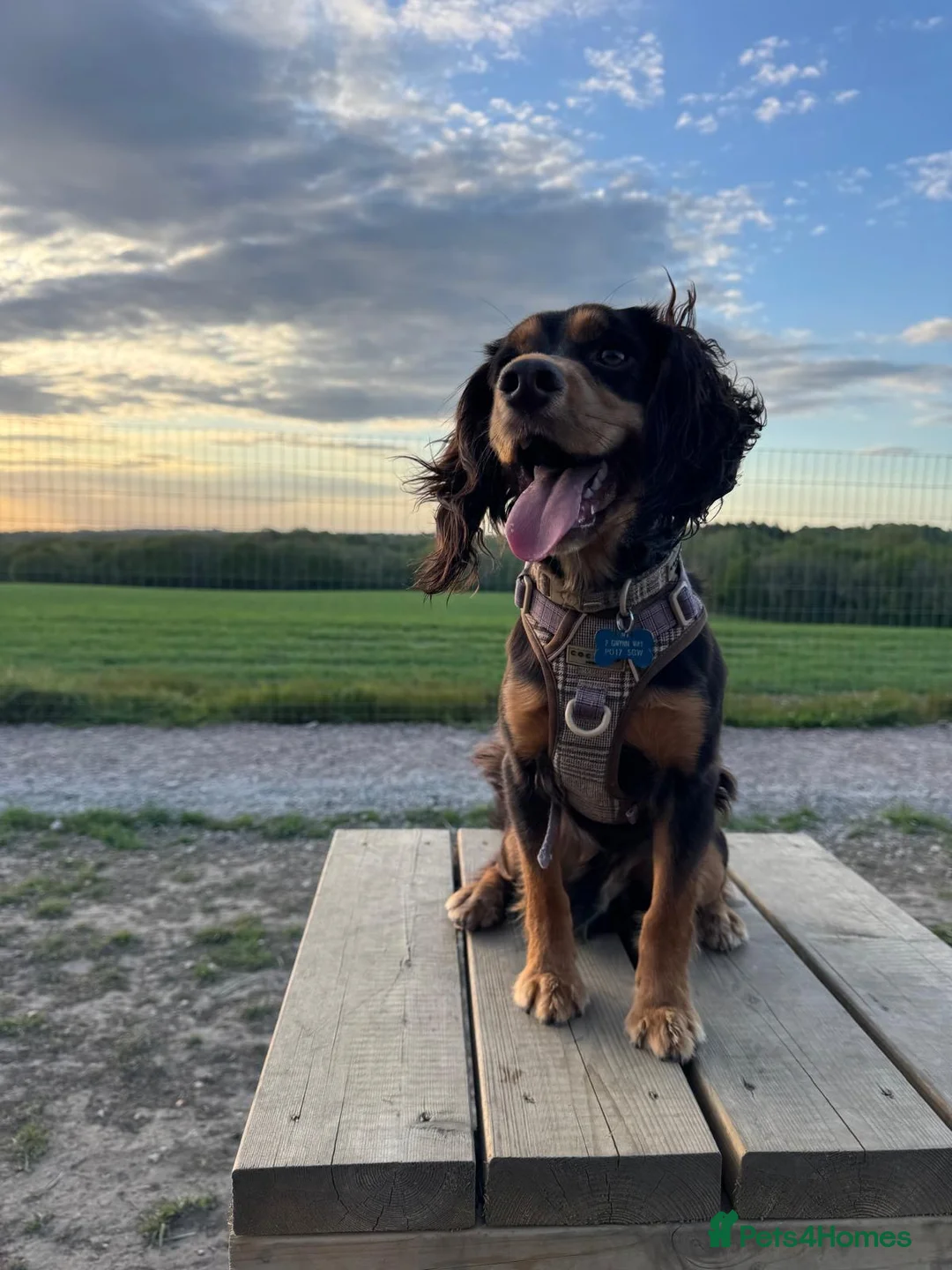 Cocker Spaniel dogs for sale: Working cocker spaniel - Advert 1