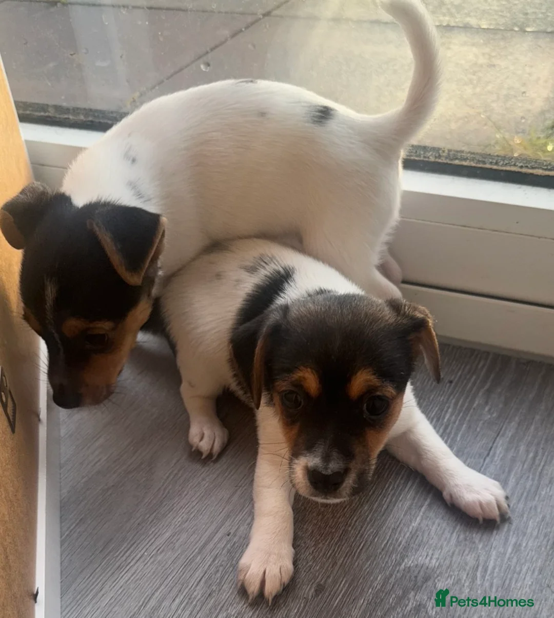 Jack Russell dogs for sale: Beautiful Miniature Jack Russell Puppies - Advert 5