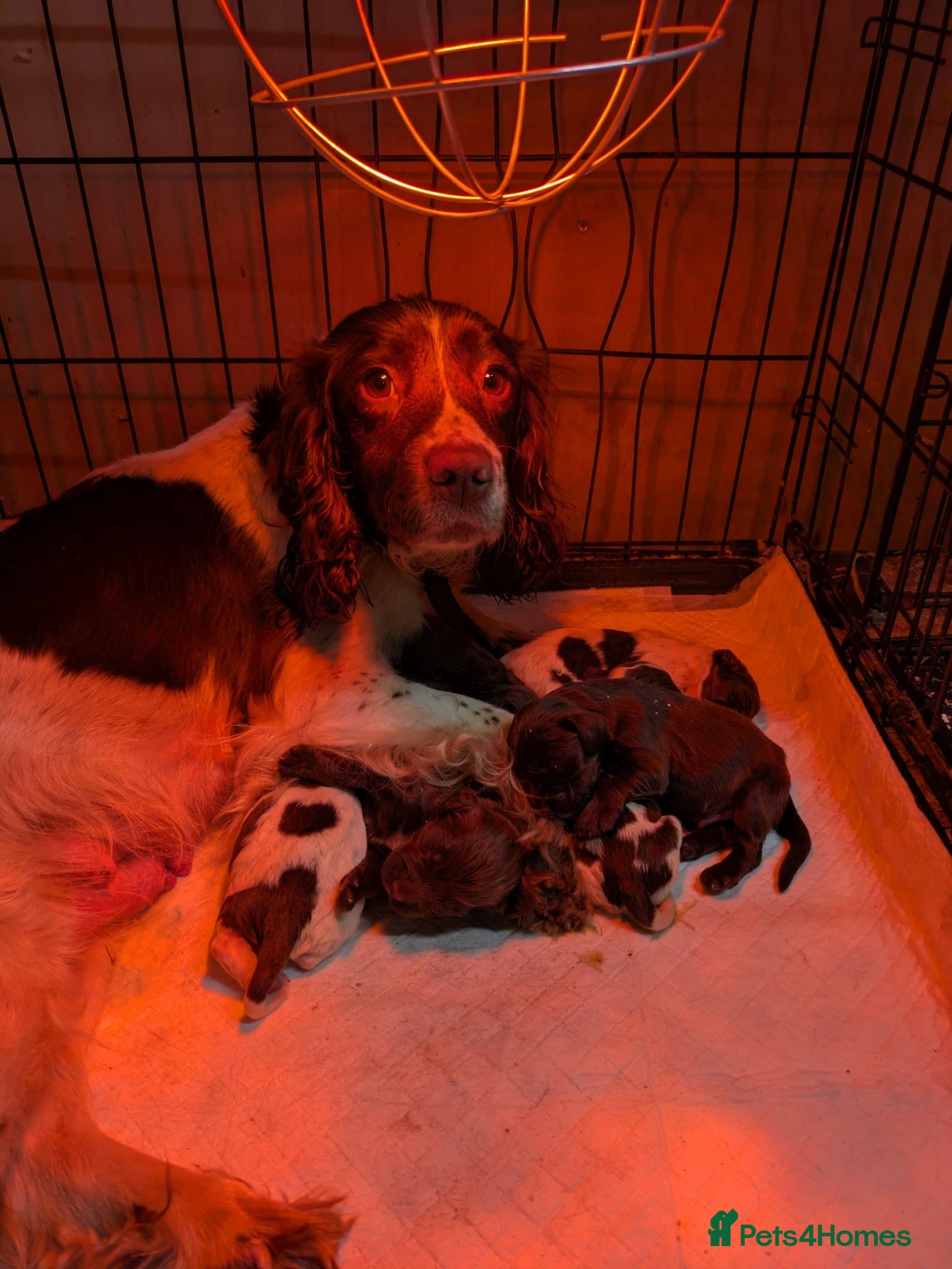 Sprocker dogs Gorgeous sprockers - Advert 4