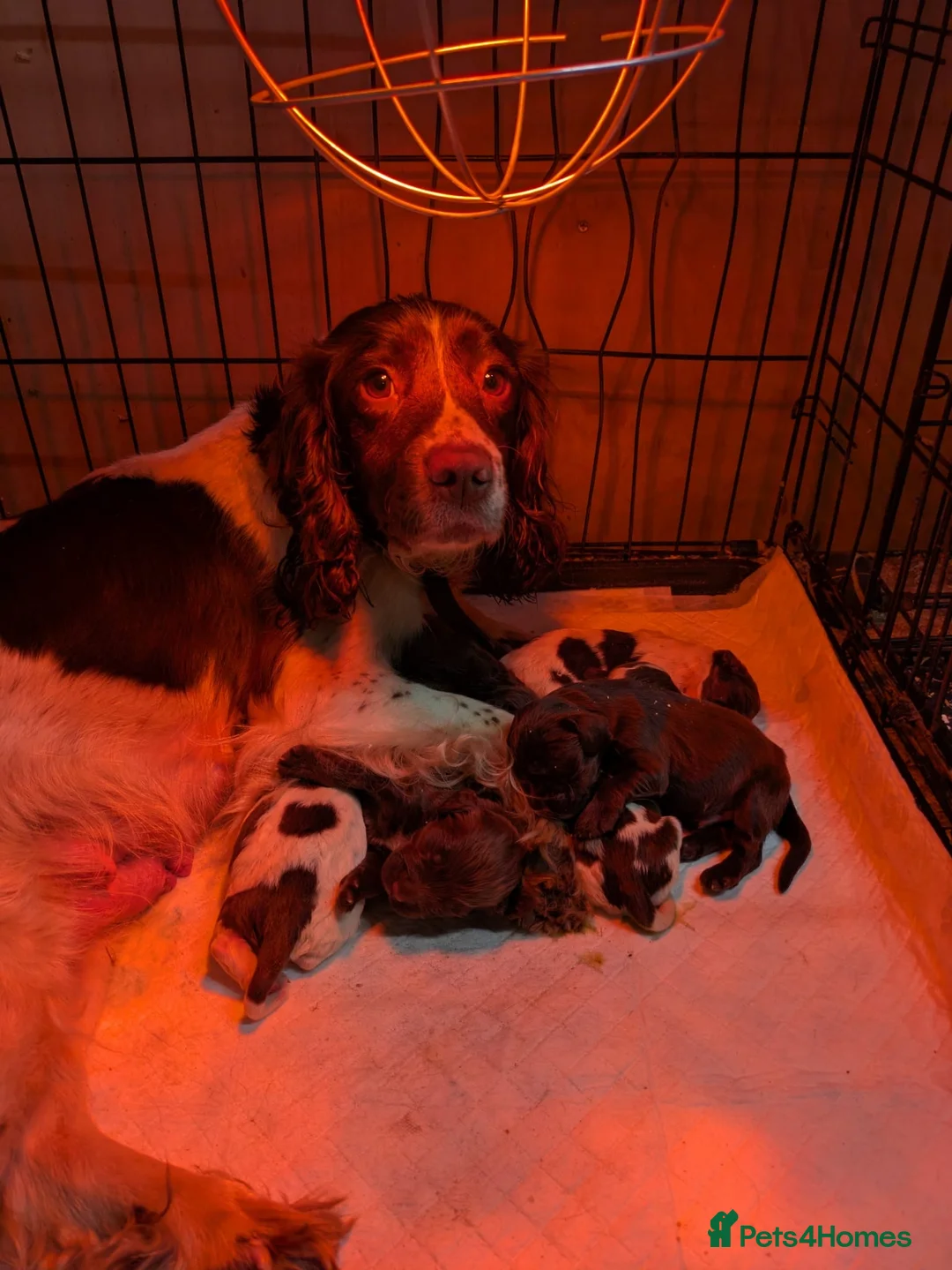 Sprocker dogs for sale: Gorgeous sprockers in Rossendale - Advert 1