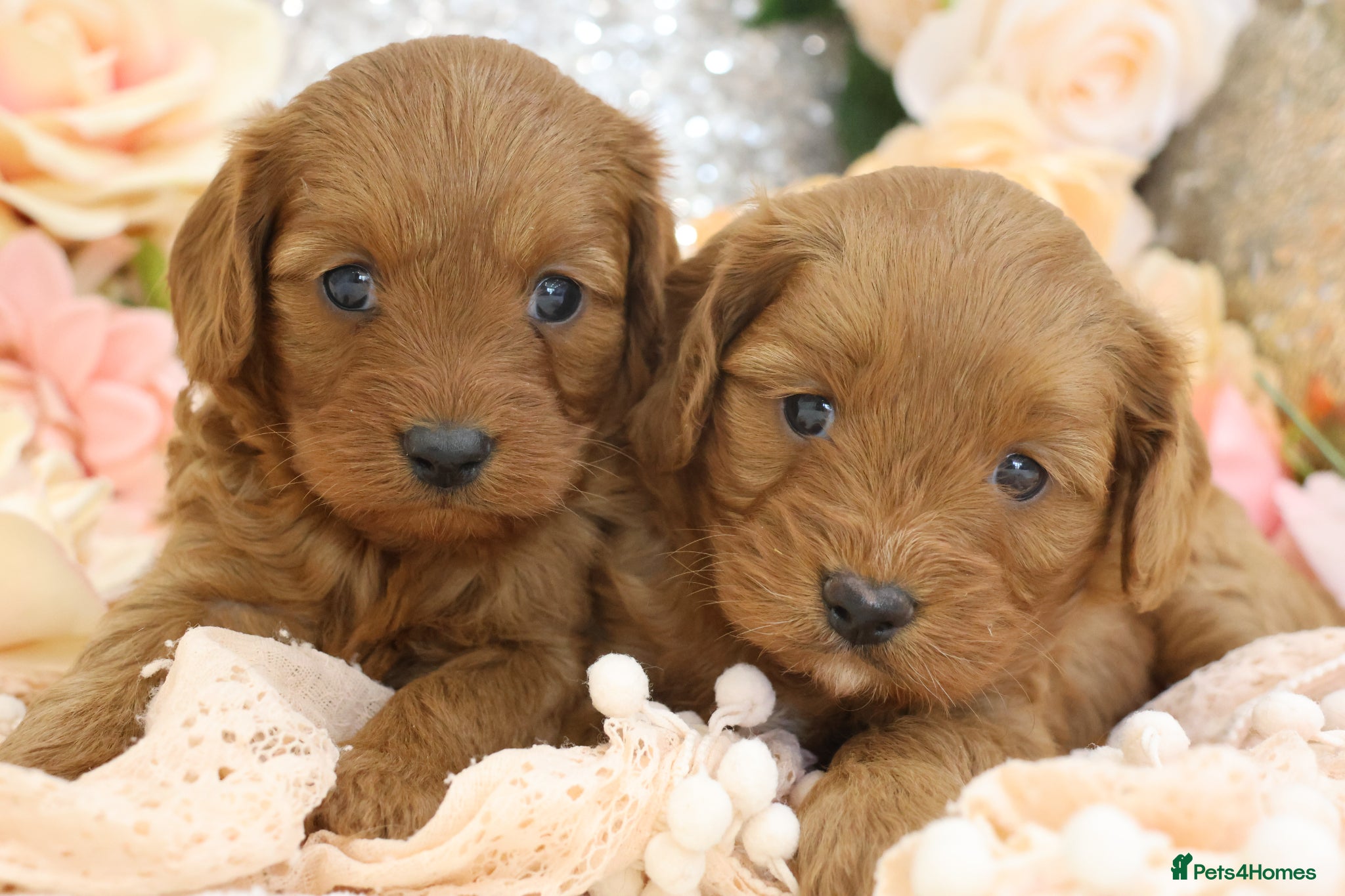 Cavapoo dogs *HEALTH TESTED* Cavapoo Puppies - Advert 1