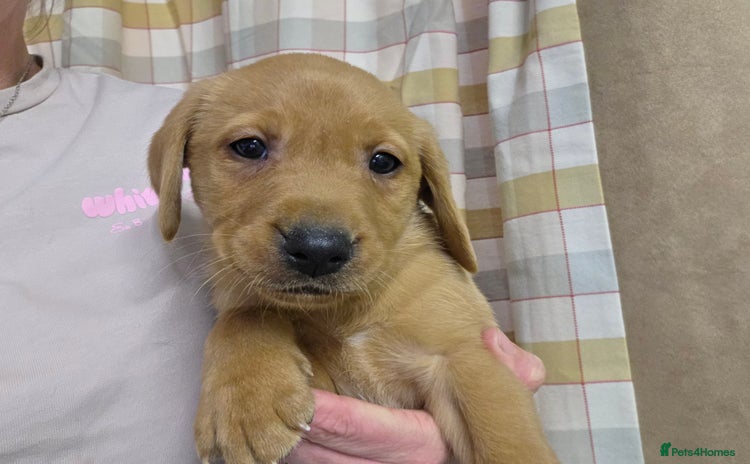 Labrador Retriever dogs - Advert 3