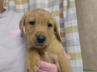 Labrador Retriever dogs - Advert 20