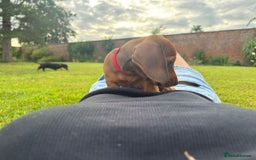 Miniature Dachshund dogs for sale: Beautiful short haired miniature dachshunds in Melton Mowbray - Image 9
