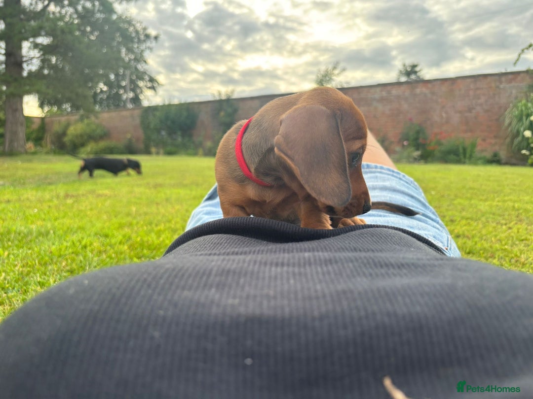 Miniature Dachshund dogs for sale: Beautiful short haired miniature dachshunds in Melton Mowbray - Image 9