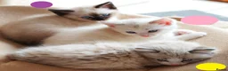 Mixed Breed cats for sale: 3 Siamese and Ragdoll mixed kittens - Advert 21