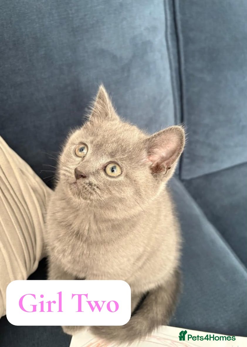 British Shorthair cats BSH Kittens From Champion Bloodline 🏆🐱 - Advert 2