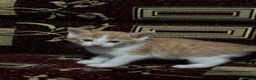 Mixed Breed cats for sale: CUTE KITTENS NOW FOR SALE!! - Advert 2