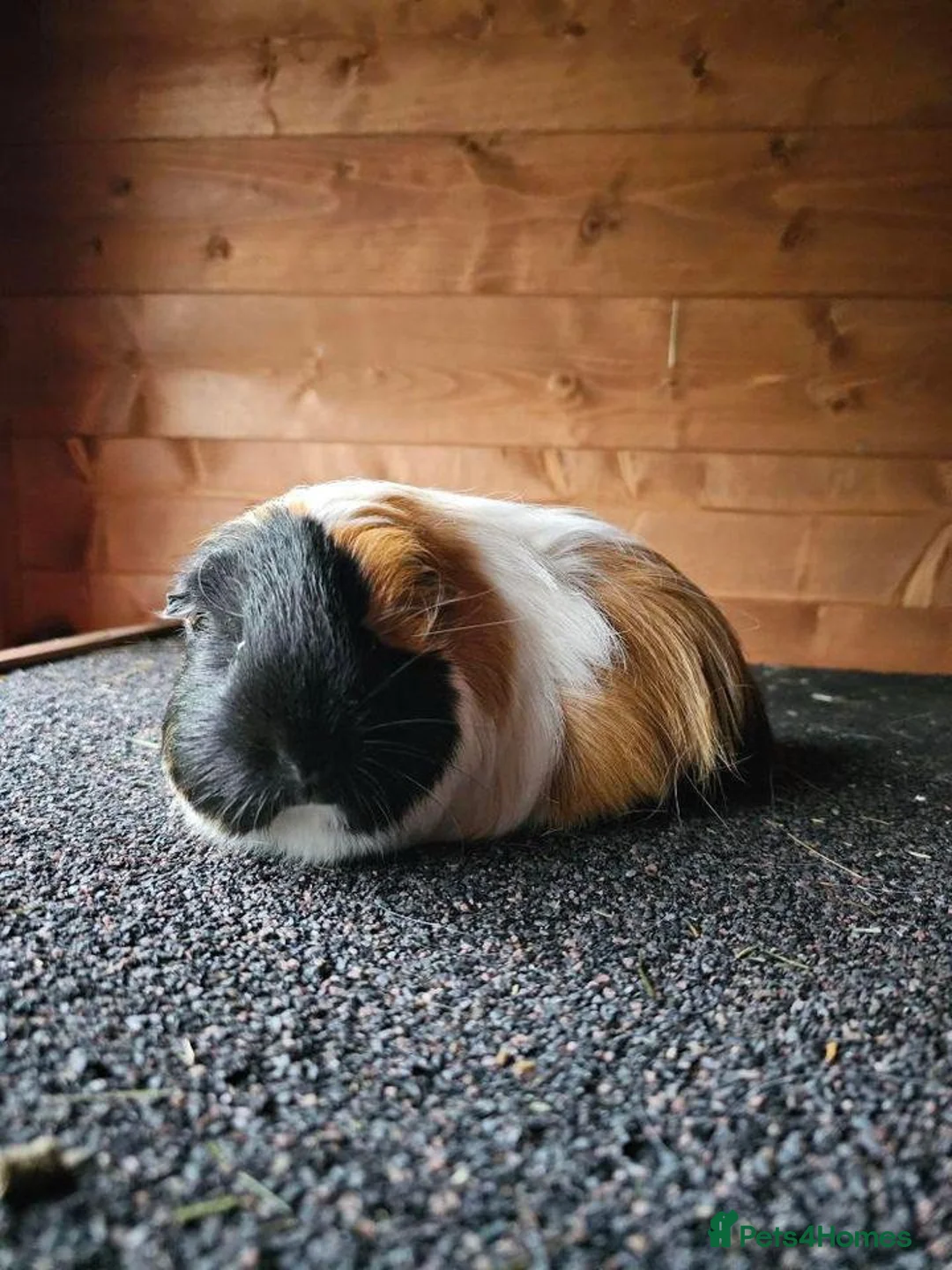 Guinea Pig rodents for sale: Two lovely guinea pig sows 💕 - Advert 1