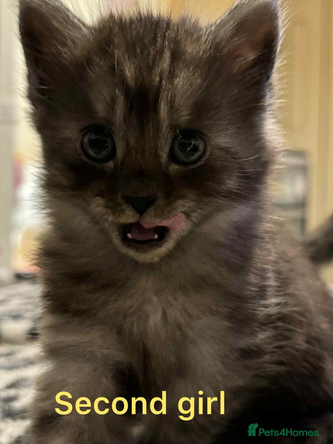 Maine Coon cats for sale: Beautiful mine cross kittens  - Image 4