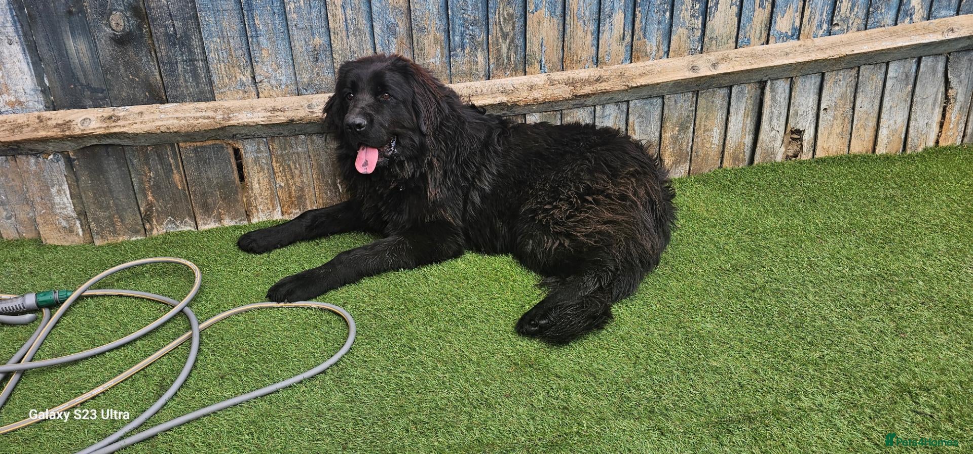 Newfoundland dogs Newfoundland girl for sale - Advert 16