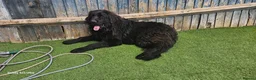 Newfoundland dogs for sale: Newfoundland girl for sale - Advert 1