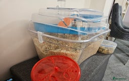 Gerbil rodents for sale: 2 female gerbils oreo and cream - Image 3