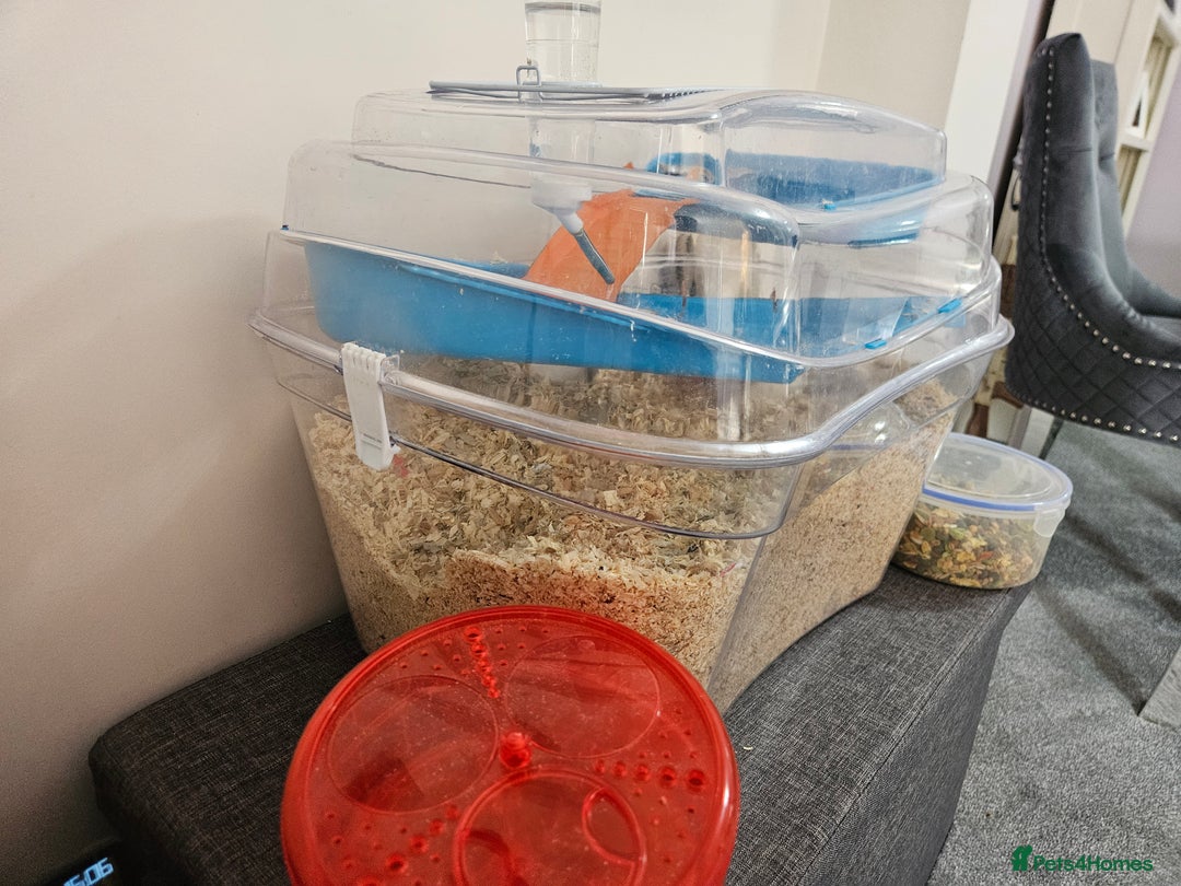 Gerbil rodents for sale: 2 female gerbils oreo and cream - Image 3