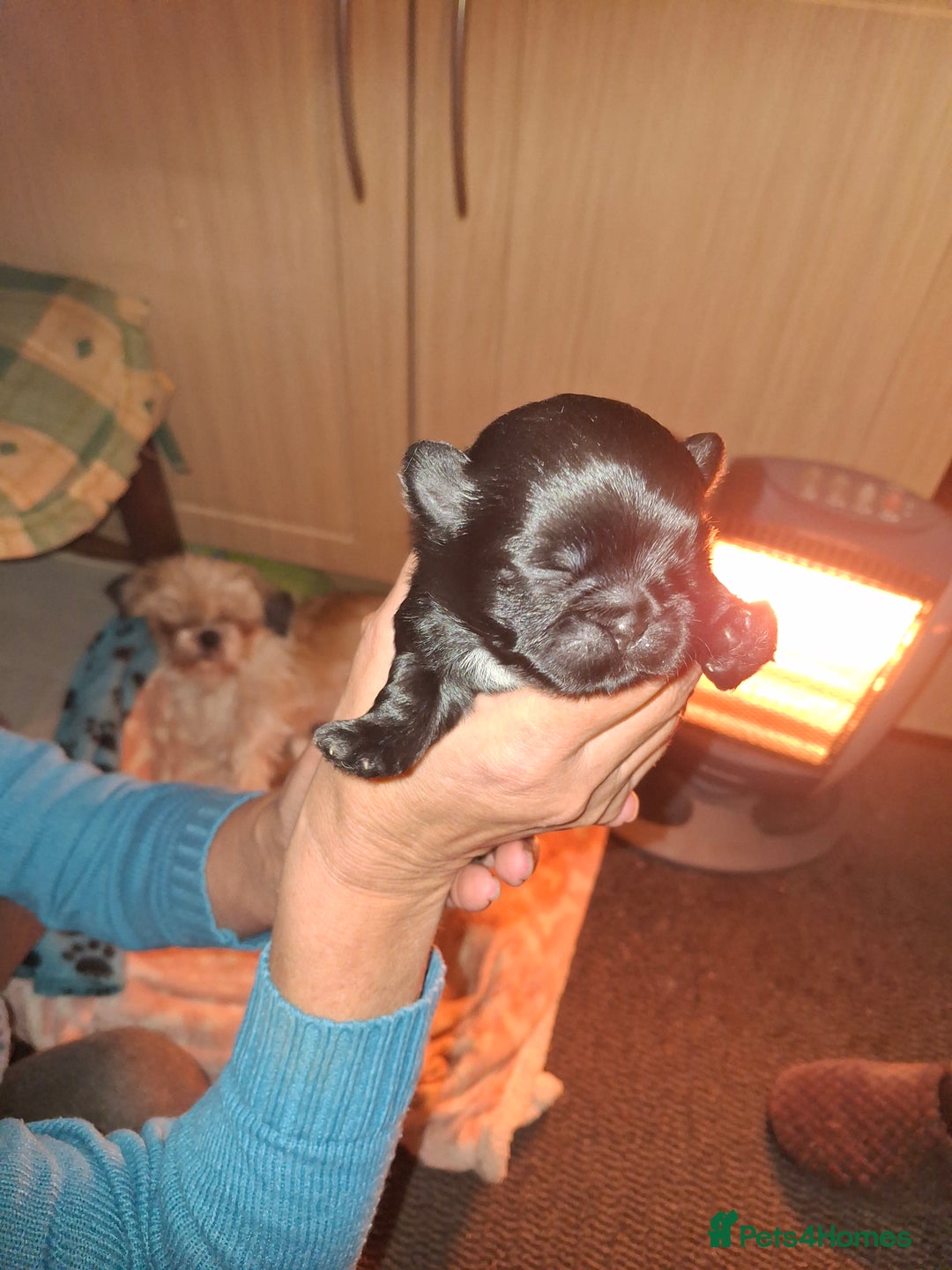 Shih Tzu dogs for sale: Shih tzu - Advert 3