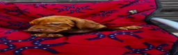 Hungarian Vizsla dogs for sale: Outstanding Kc registered Hungarian vizsla - Advert 20