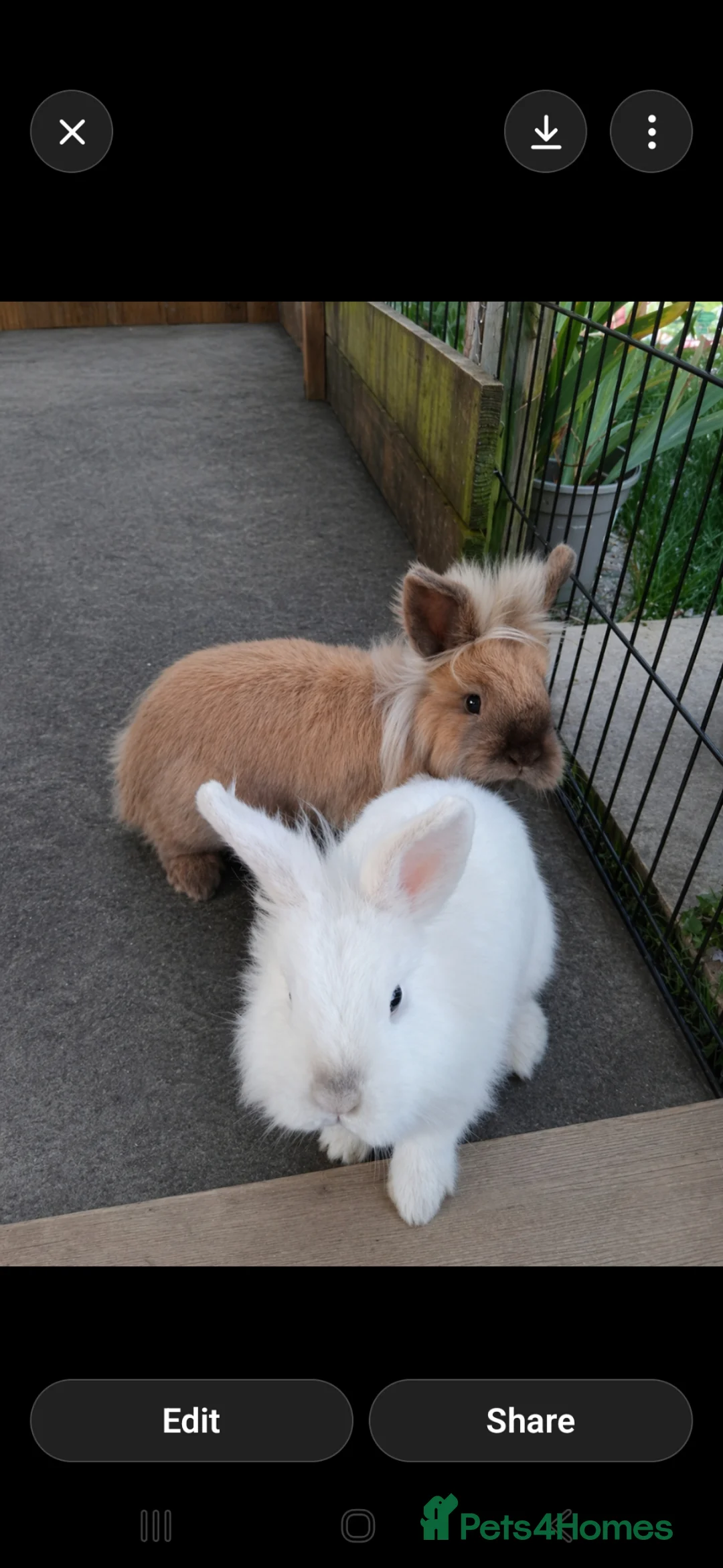 Mini Lion Lop rabbits for sale: Lovely Mini Lion Lop Brothers – Bonded Pair in Ipswich - Advert 2