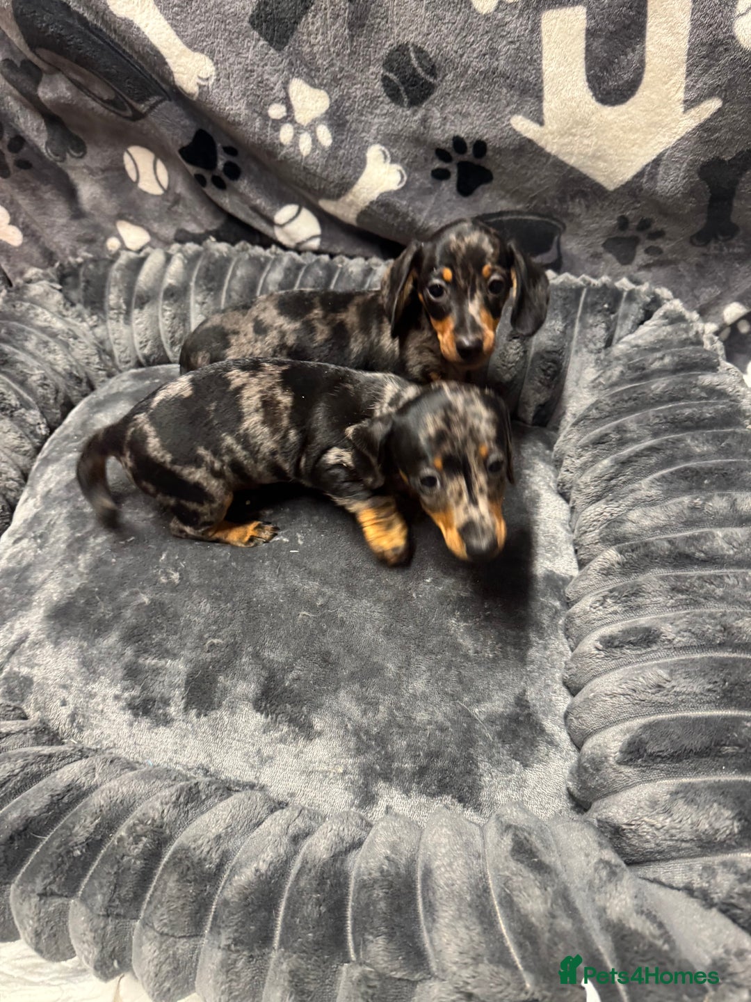 Miniature Dachshund dogs for sale: Miniature dachshund  - Advert 2