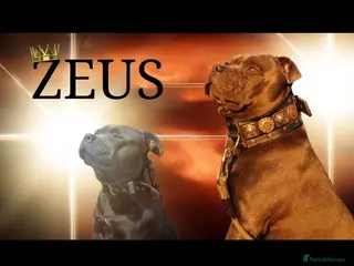 Staffordshire Bull Terrier dogs ZEUS for stud duties fully kc stunning boy - Advert 6