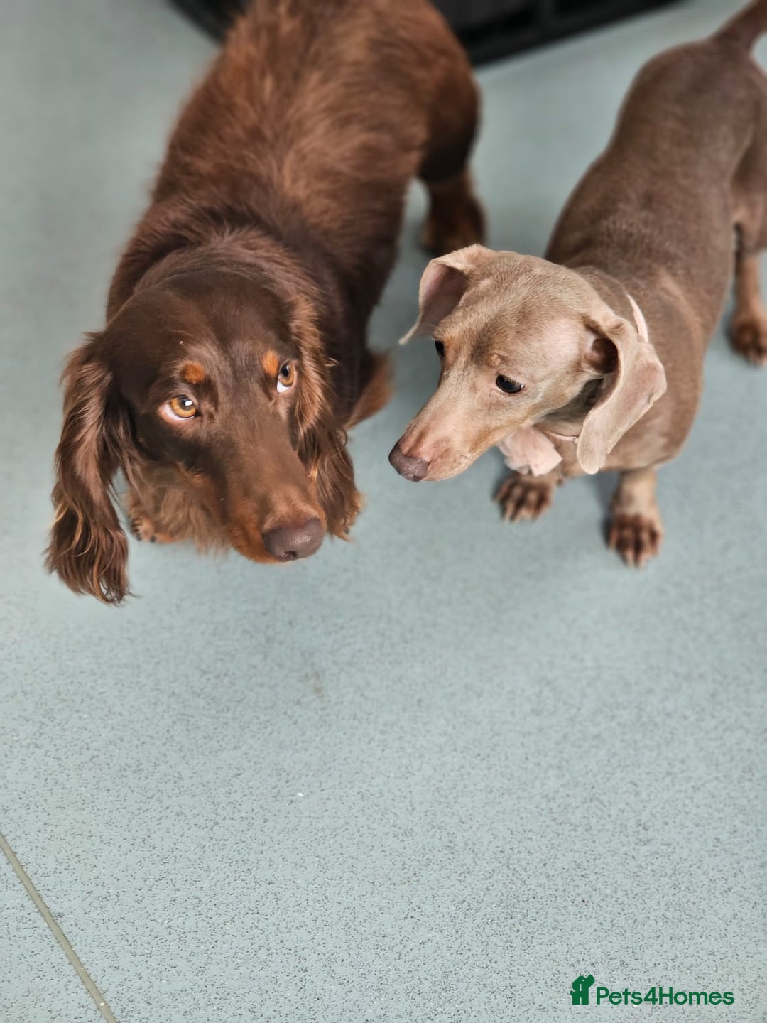 Miniature Dachshund dogs for sale: Miniature dachshund pups - Image 11