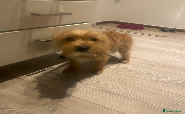 Yorkshire Terrier dogs - Advert 16