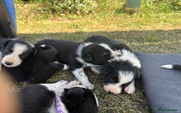Border Collie dogs for sale: Border collie pups - Image 16